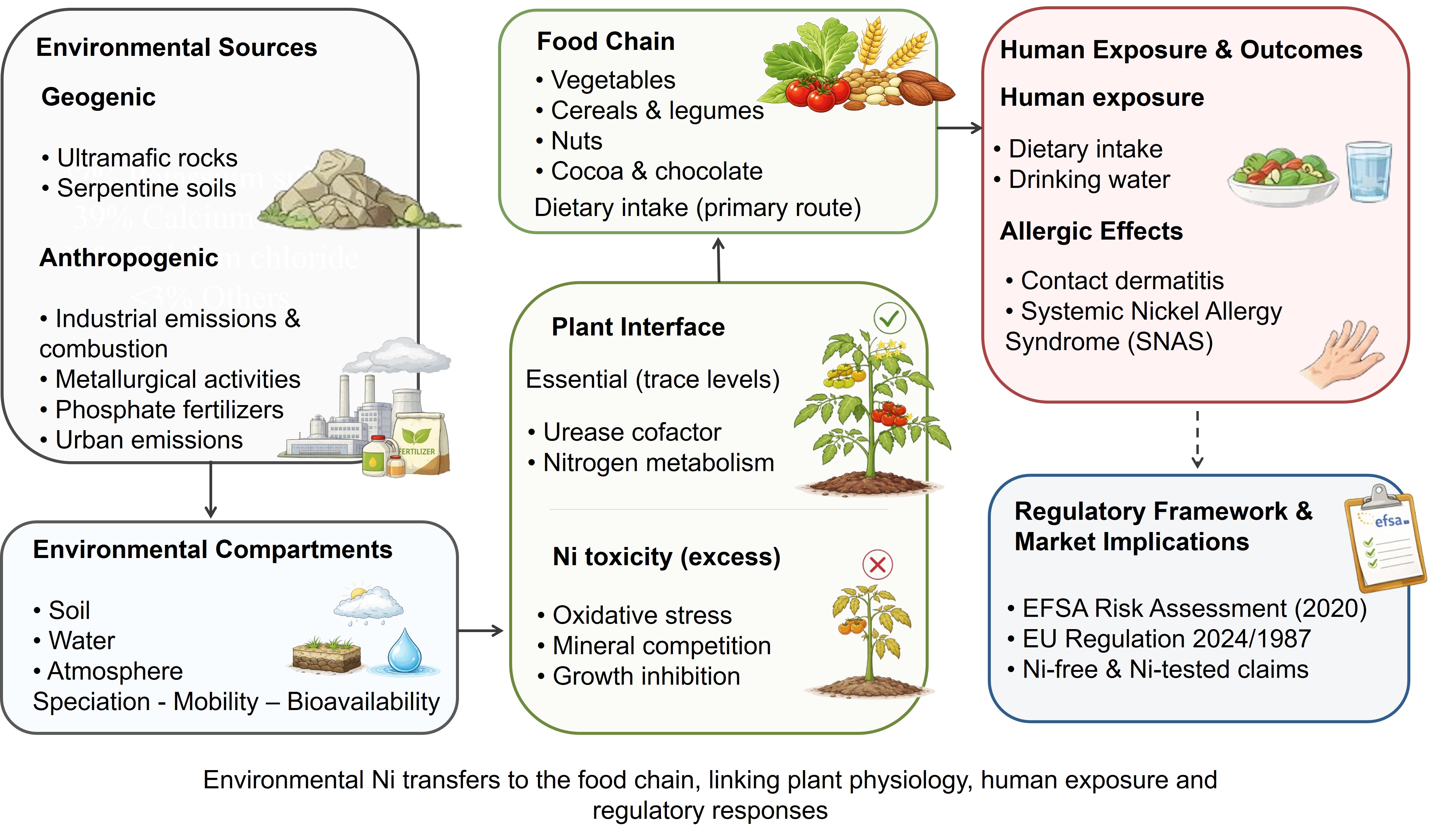 Figura 1 - Percorso del nichel dalle sorgenti naturali e antropiche fino alla catena alimentare. La review ricostruisce il trasferimento del nichel dall'ambiente alle colture, agli alimenti e all'uomo, evidenziando i principali fattori coinvolti nell'esposizione alimentare.